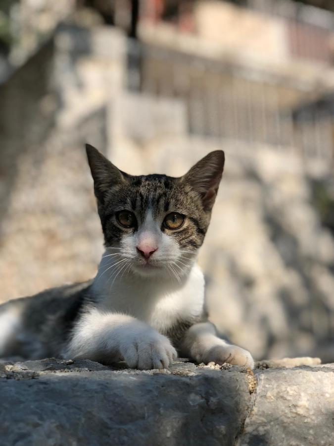 Vila Luka Slano Dış mekan fotoğraf